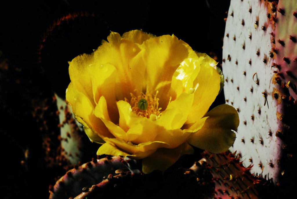 20080420-162600_dsc_1870.jpg - Prickly Pear blossom
